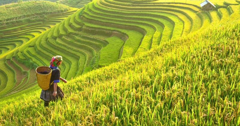 Yuk Bergabung Dengan Green For Agriculture